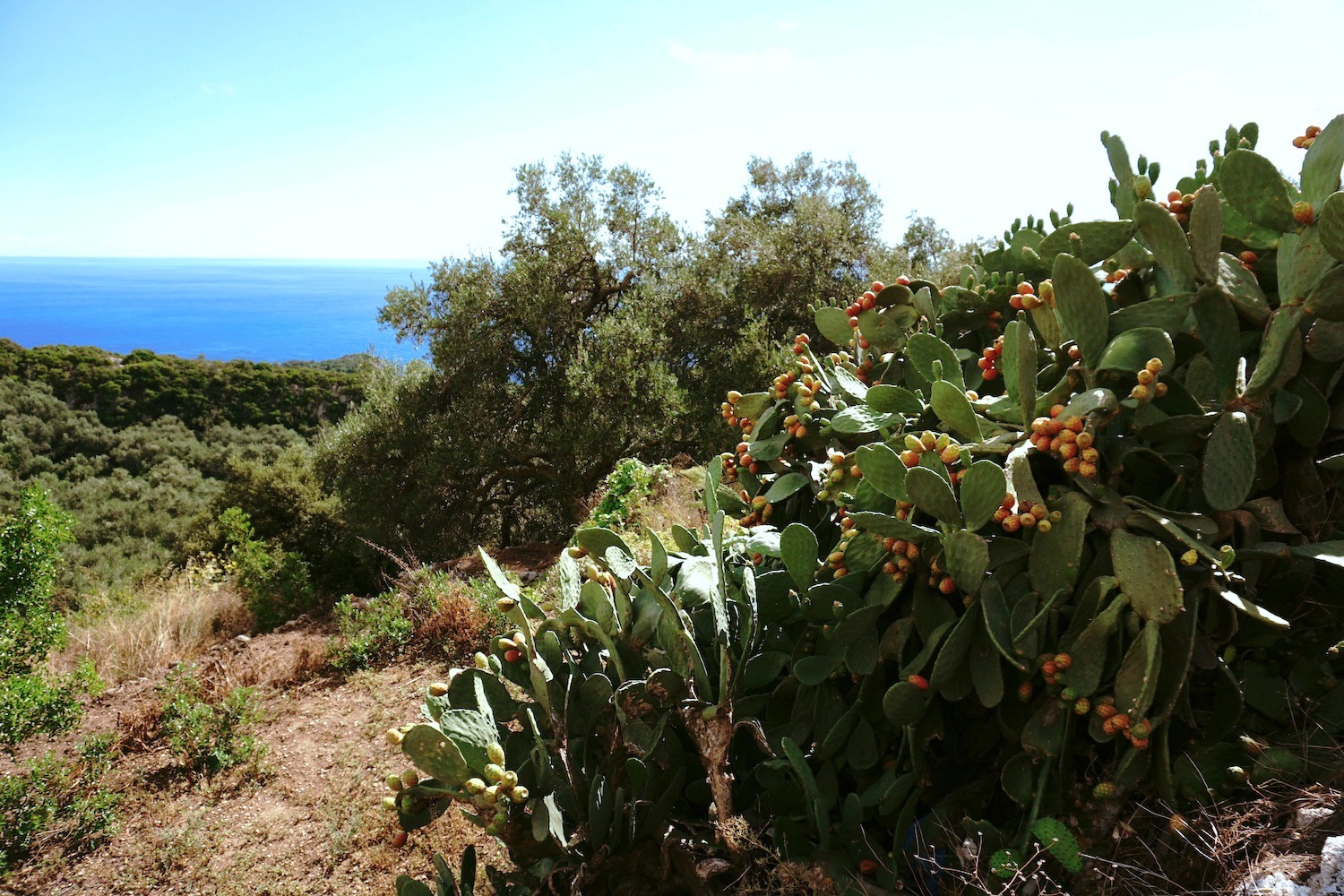 Kaktusfeigen auf Korfu