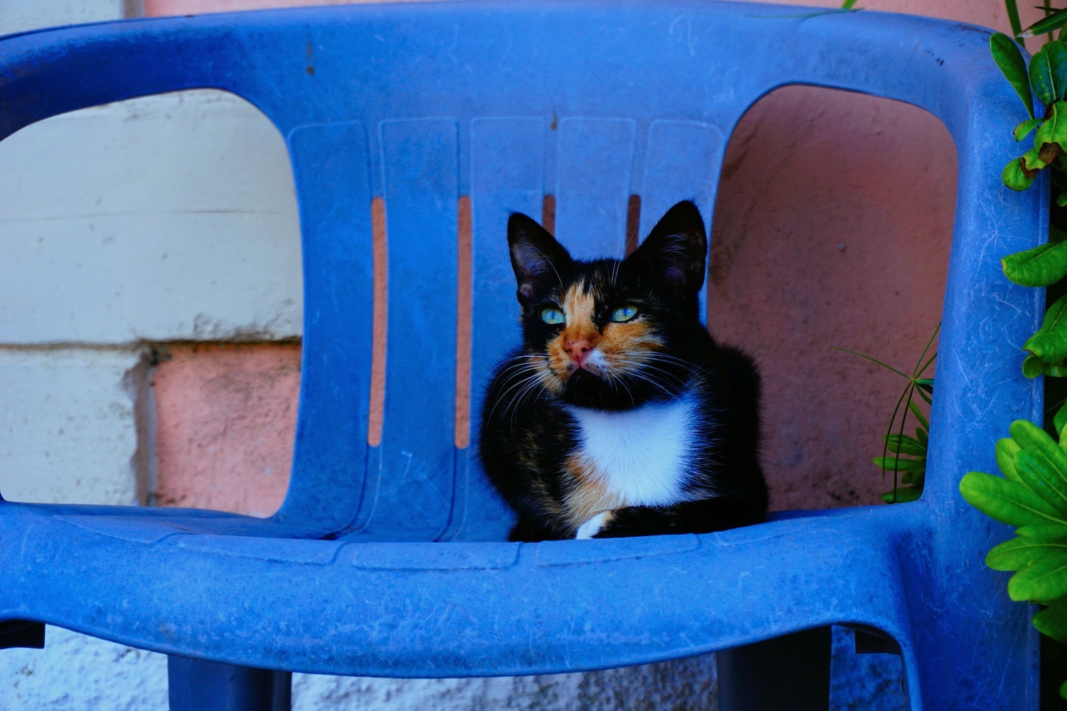 Katze auf Korfu