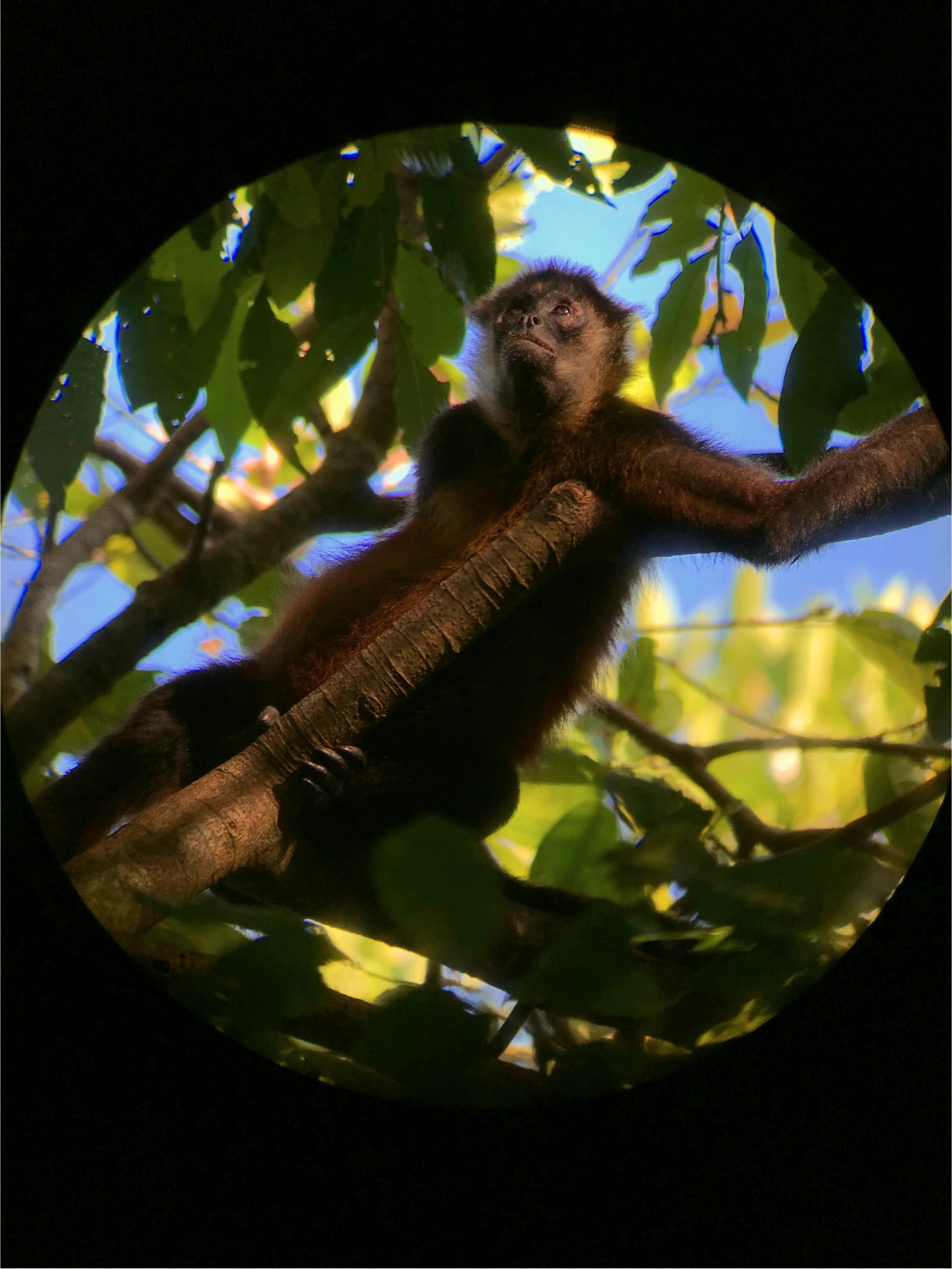 Spider Monkey Corcovado Nationalpark
