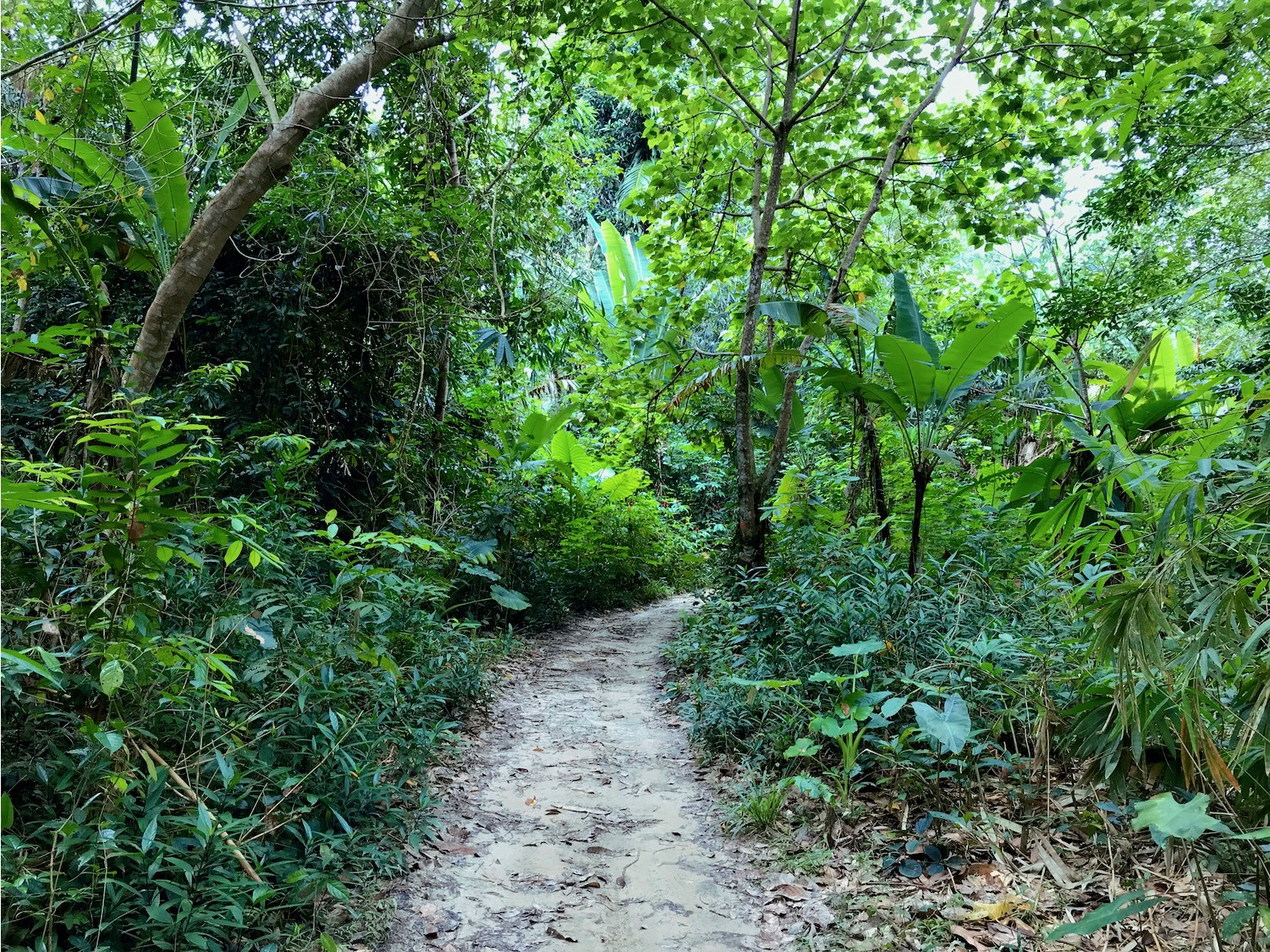 Dschungel-Pfad Koh Mookk