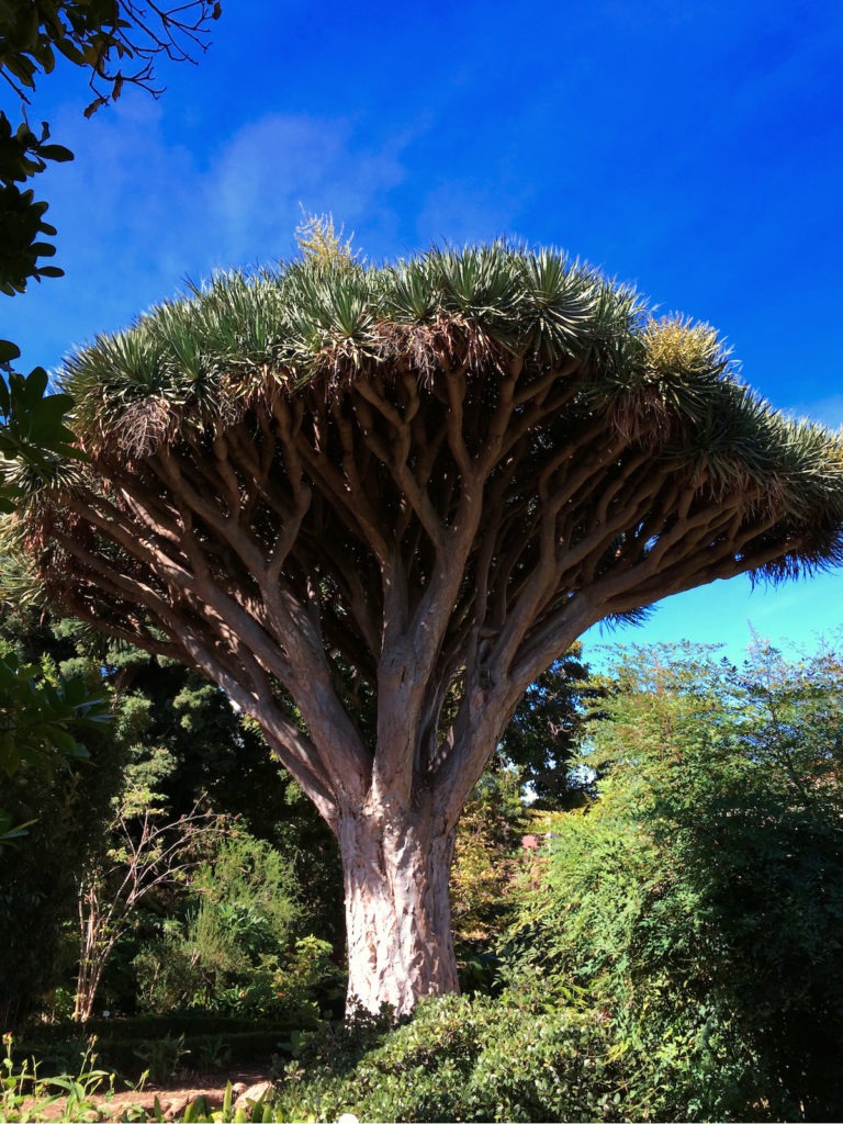 Drachenbaum La Orovata