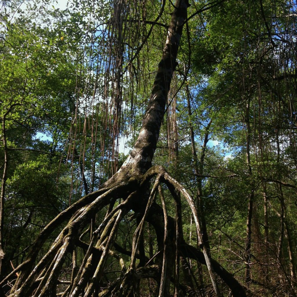 Mangroven Dominikanische Republik
