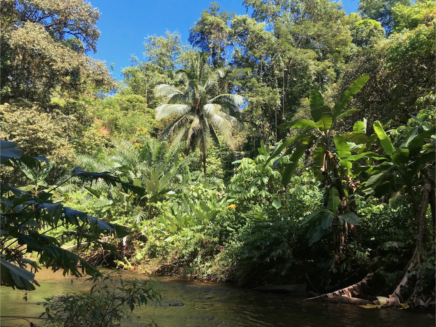 Im Dschungel, Osa, Costa Rica