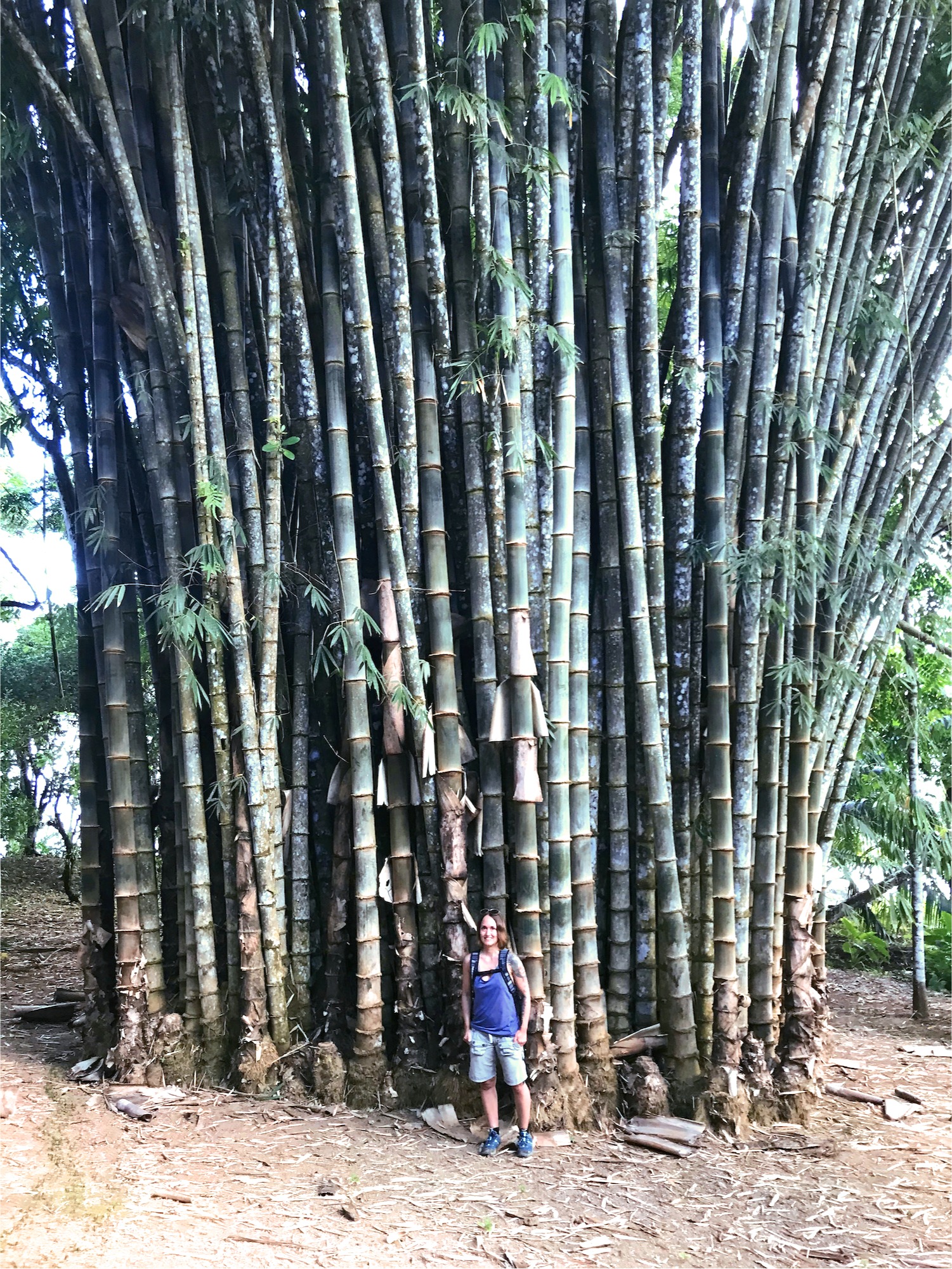 Riesen Bambus, Osa, Costa Rica