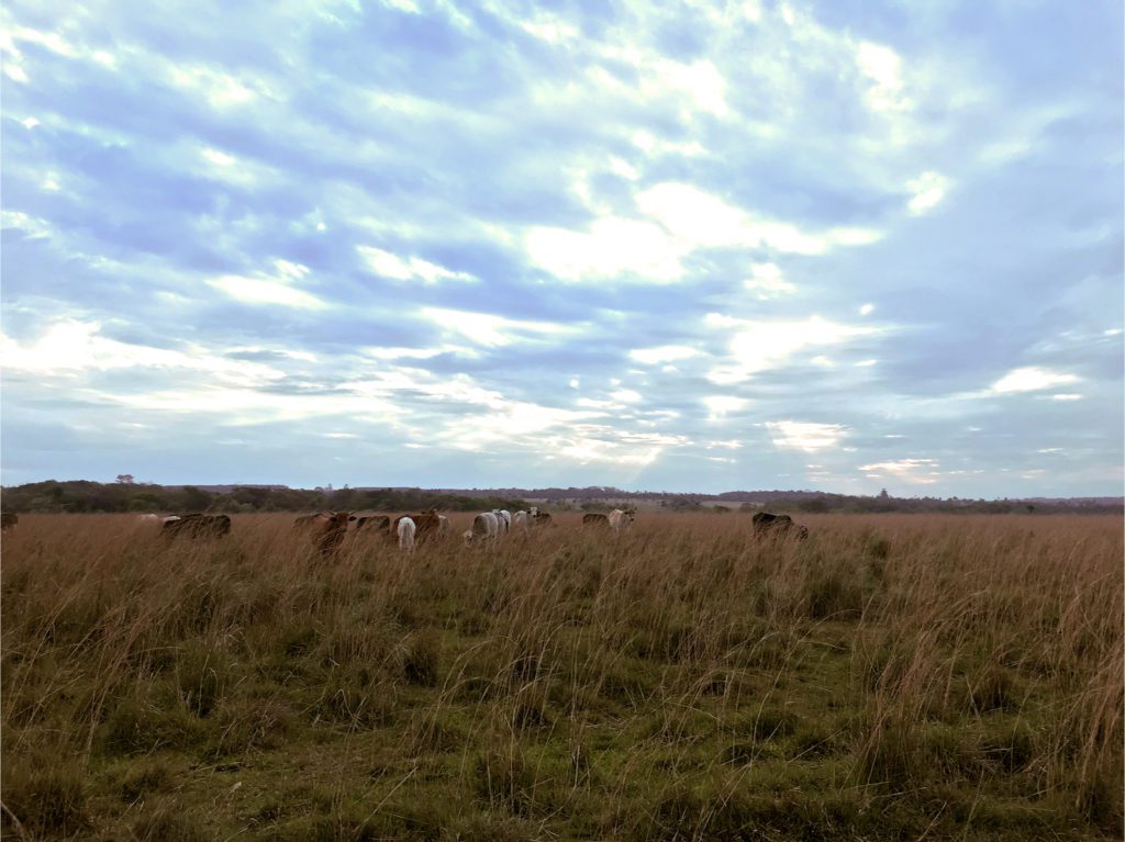 Kühe auf Weide in Paraguay