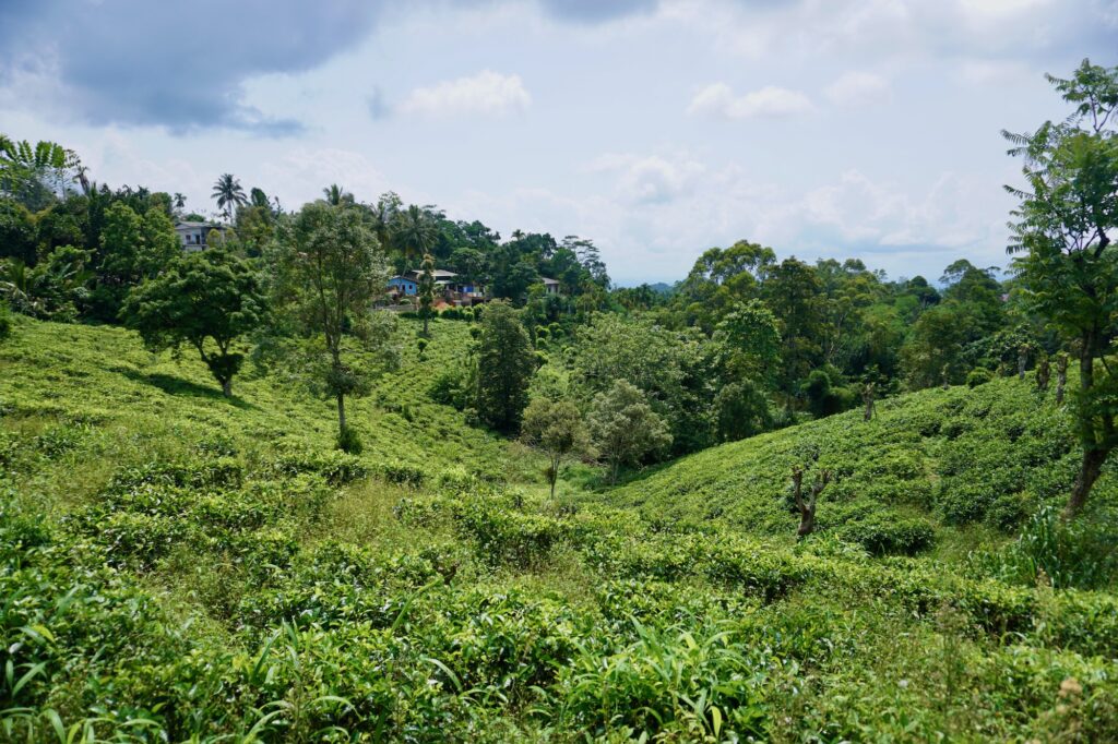 Teeplantage im Süden Kandys
