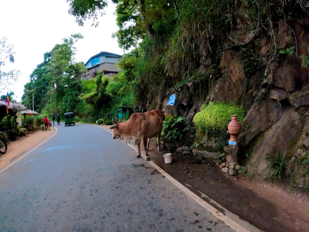 Kuh an der Straße, Sri Lanka