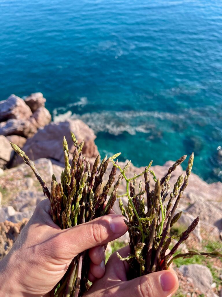 Wilder Spargel Montenegro