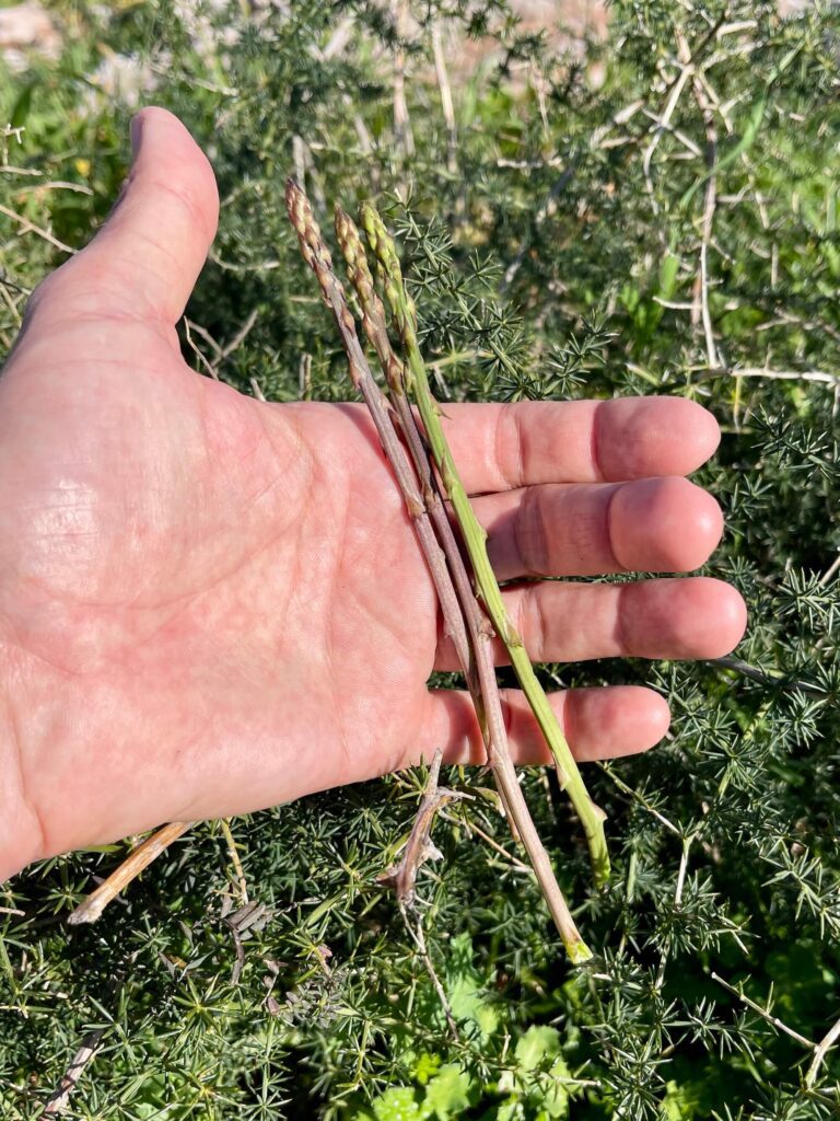 Wilder Spargel auf dem roten Kliff in Suotmore