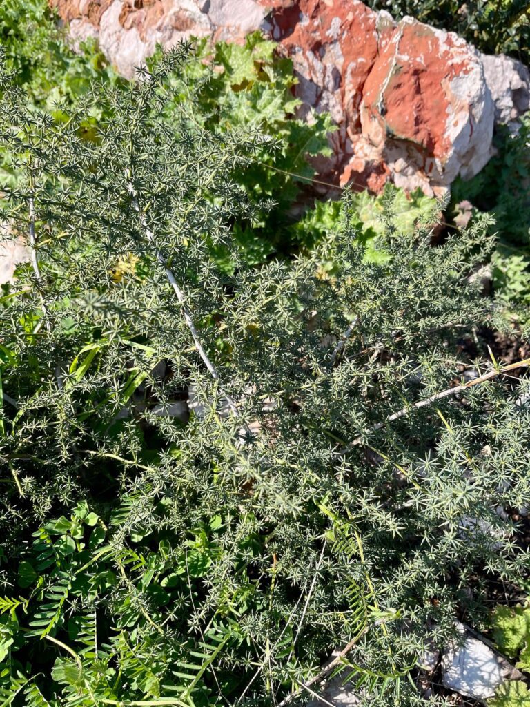 Wilder Spargel auf dem roten Kliff in Suotmore