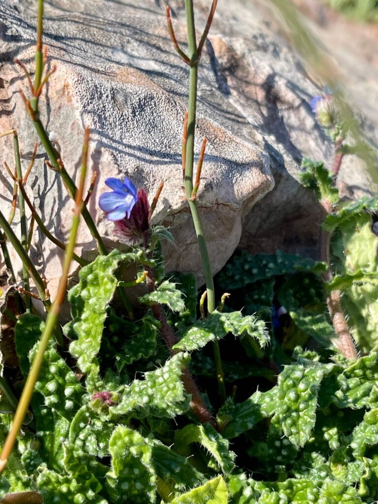 Frühlingsblüher auf dem roten Kliff