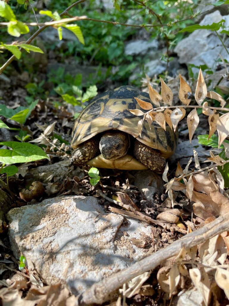 Schildkröte am Wanderweg