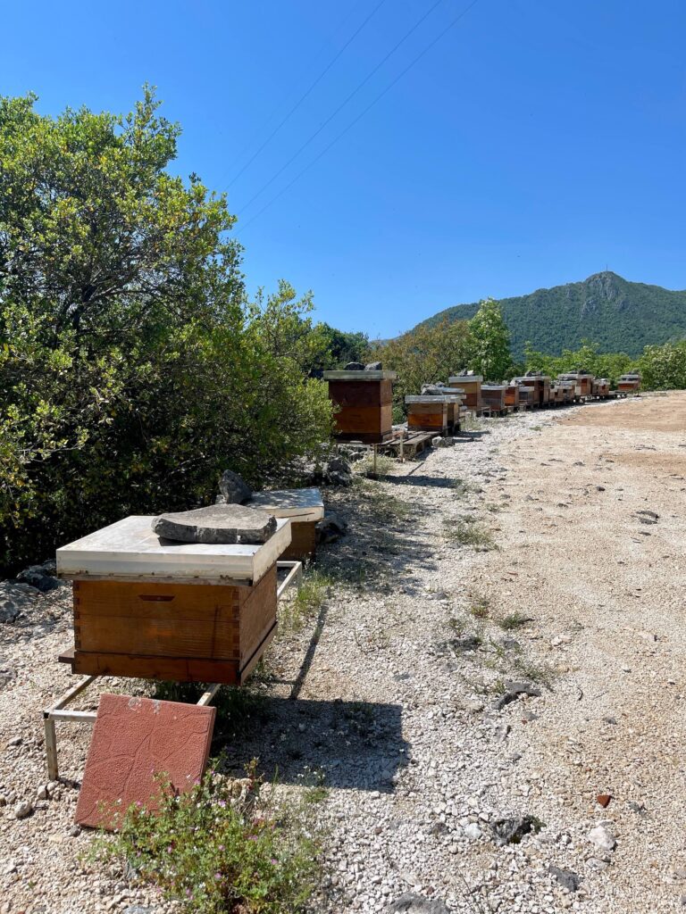 Bienen am Wanderweg
