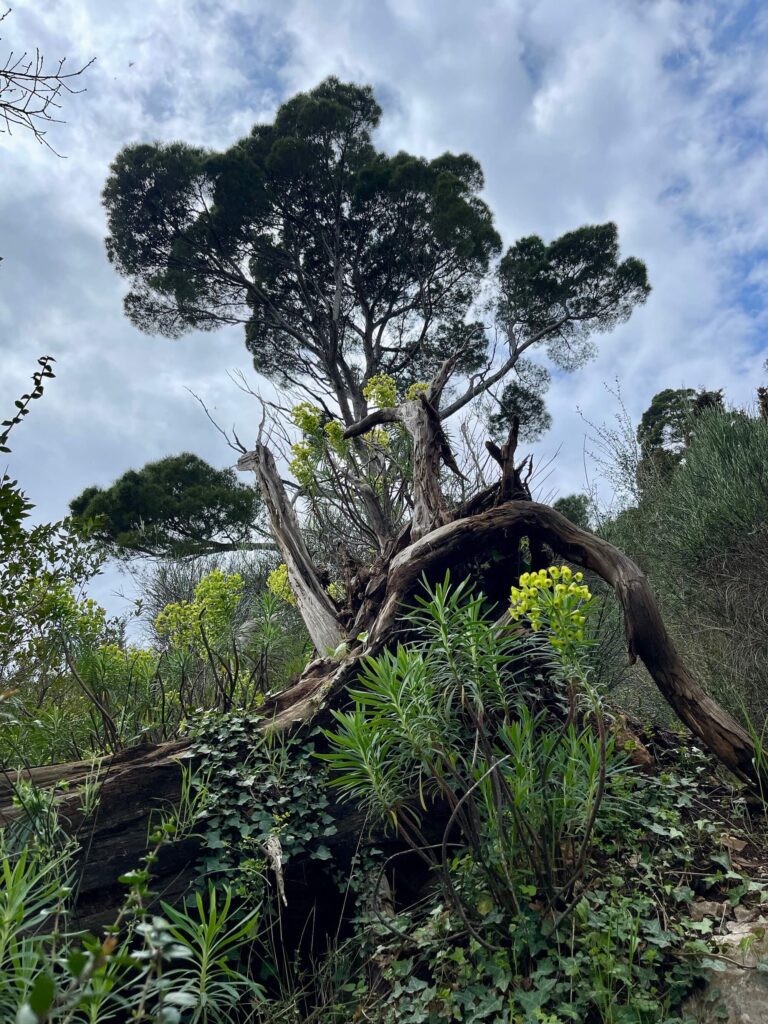Wanderweg zur Haj-Nehaj Festung, Sutomore