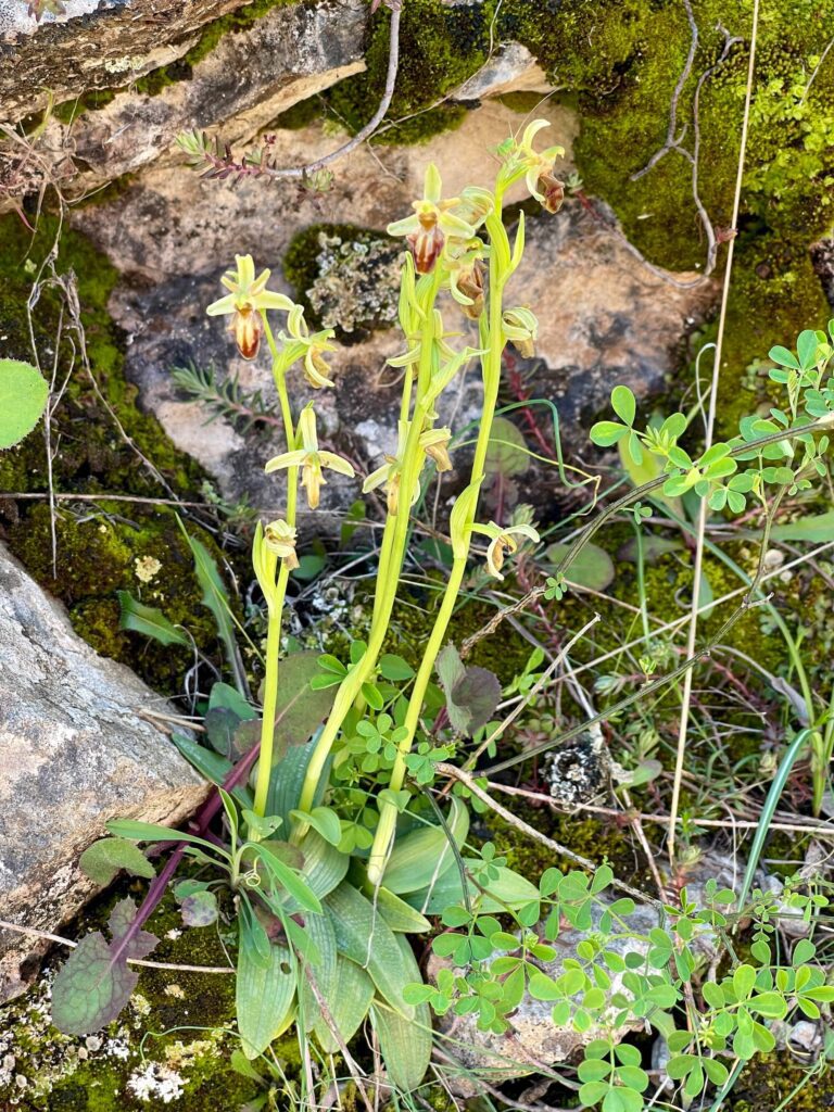 Wilde Orchidee