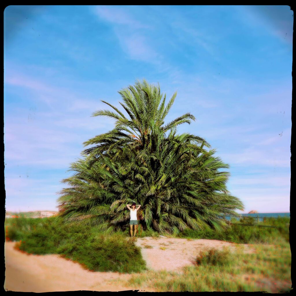Palme am Küstenwanderweg