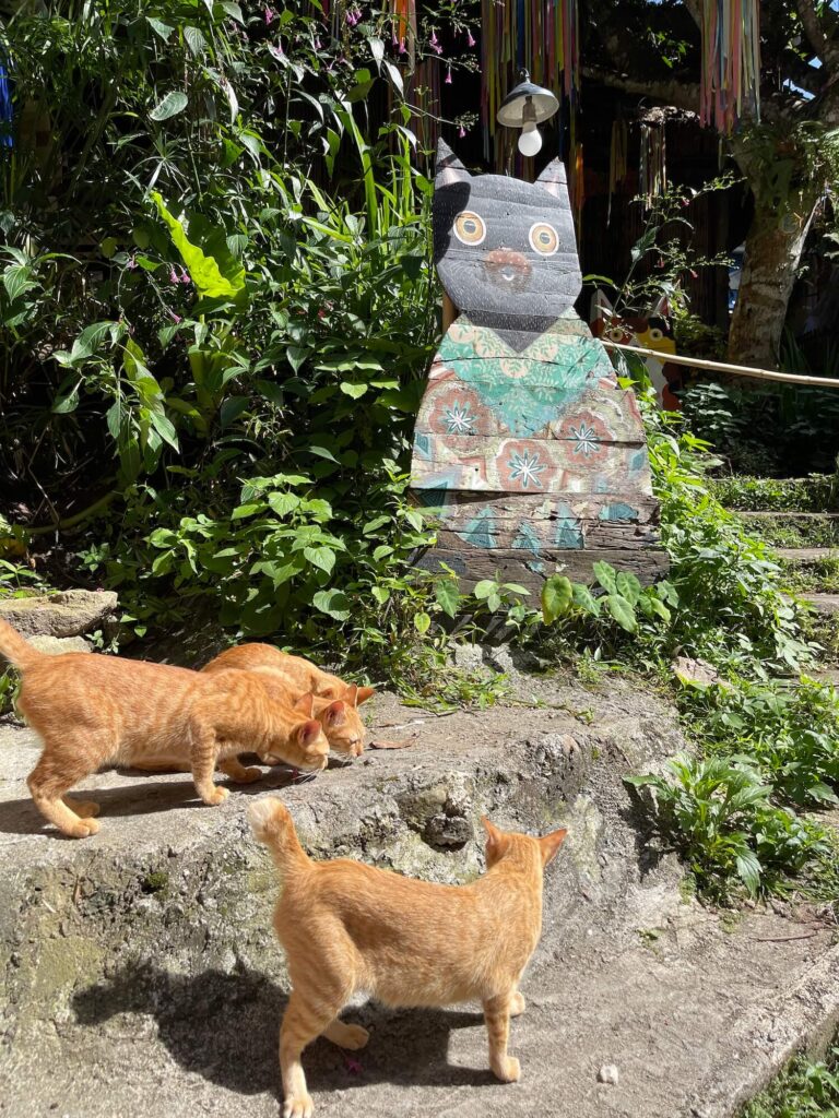 Katzen in Mae Kampong