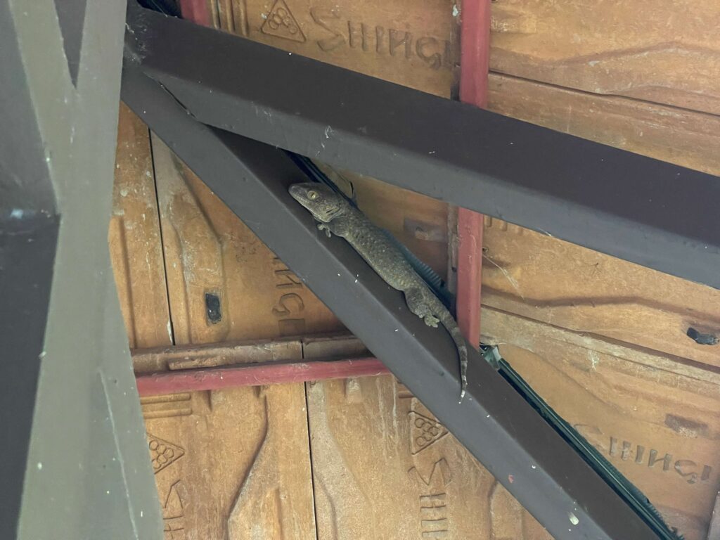 Tokeh Gecko