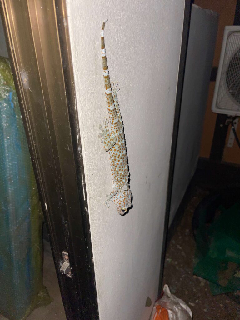 Tokeh Gecko Thailand