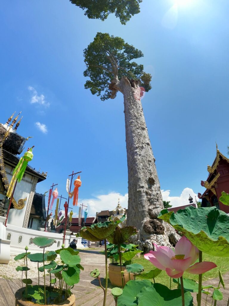 Wat Chedi Luang Chiang Mai